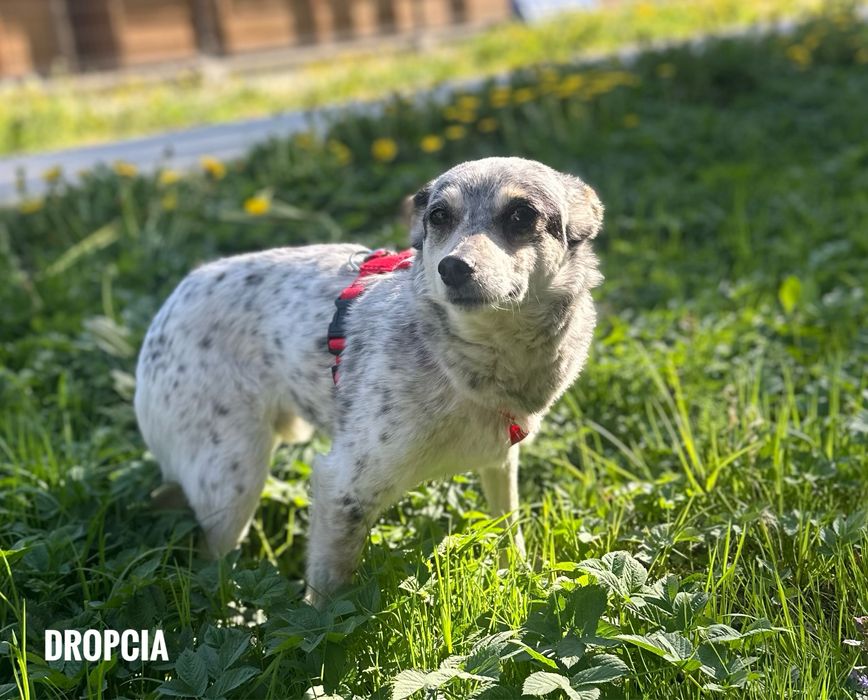 Delikatna, 10 kg, nieśmiała Dropcia. Adopcja