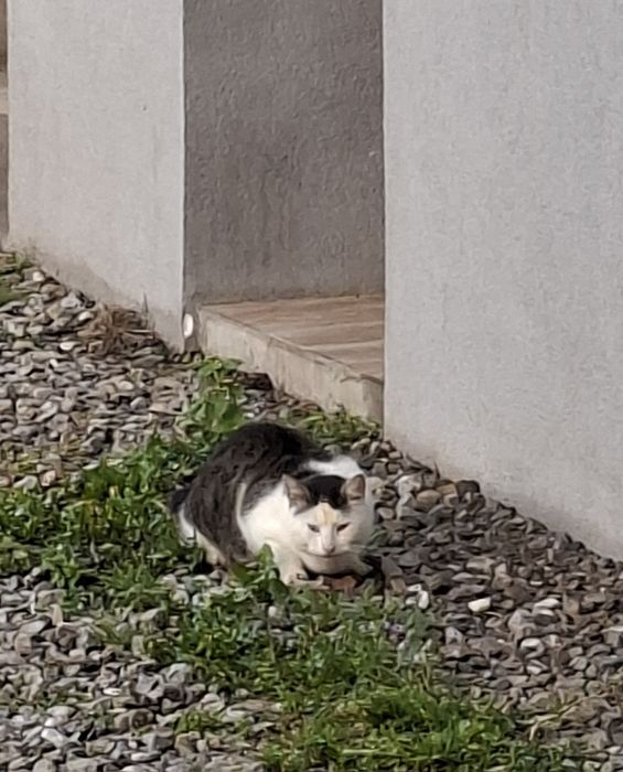 Dwa kocury, czyja zguba?