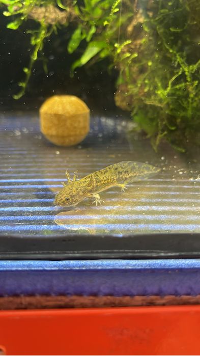Axolotl greennnn