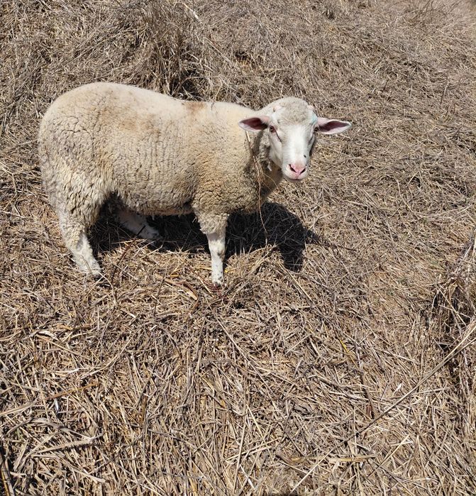 Vendo borrego Ile de France