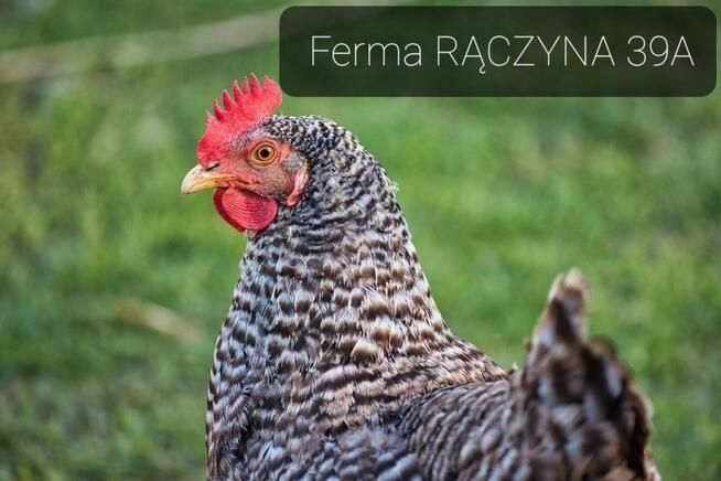 Kokoszki kury młode nioski perliczki gęsi kaczki