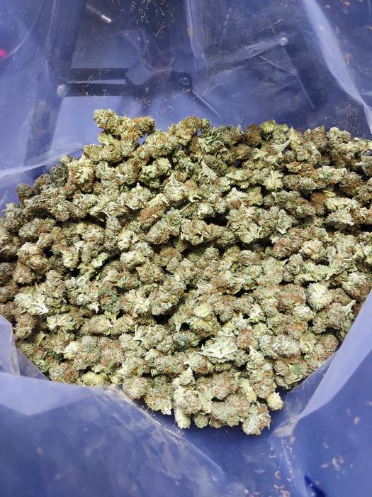 1kg Biomasa CBD Amnesia Special GH susz techniczny