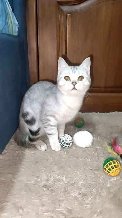 Мальчик страйт серебристая шиншилла.