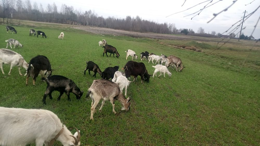 Продам кози, ціна договірна