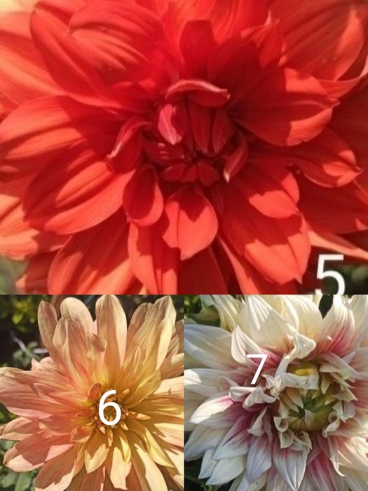 Продам жоржини квіти