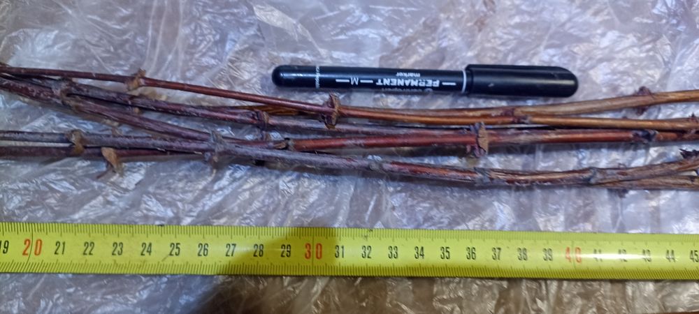 Черенки ,живці , чибуки жимолості ,Жимолость черенки гілочки жимолости