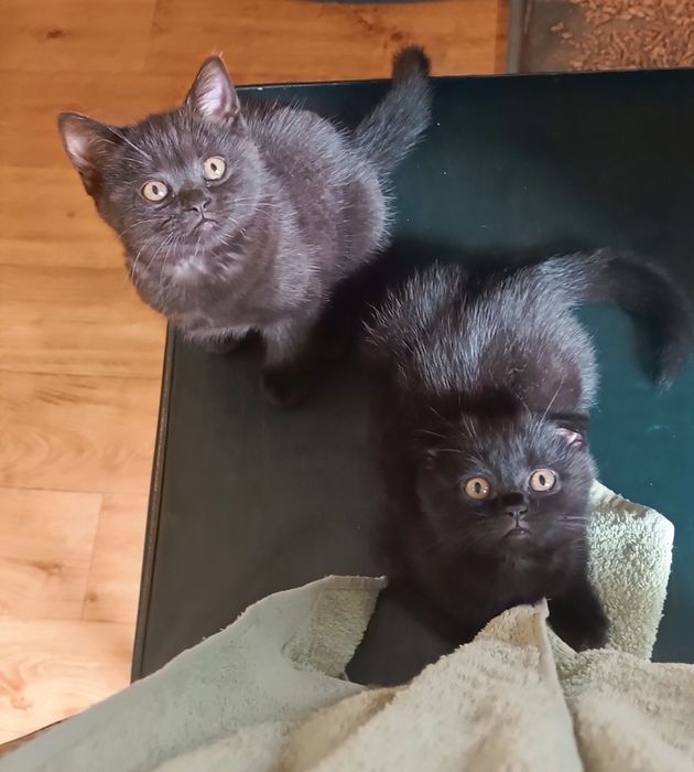 Шотландські кошенята