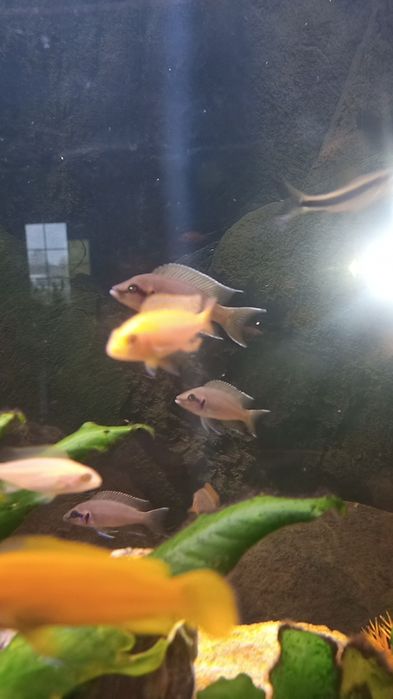 Pielęgnice księżniczka z Burundi