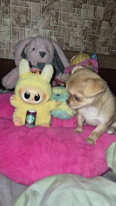 Дівчинка чихуахуа міні