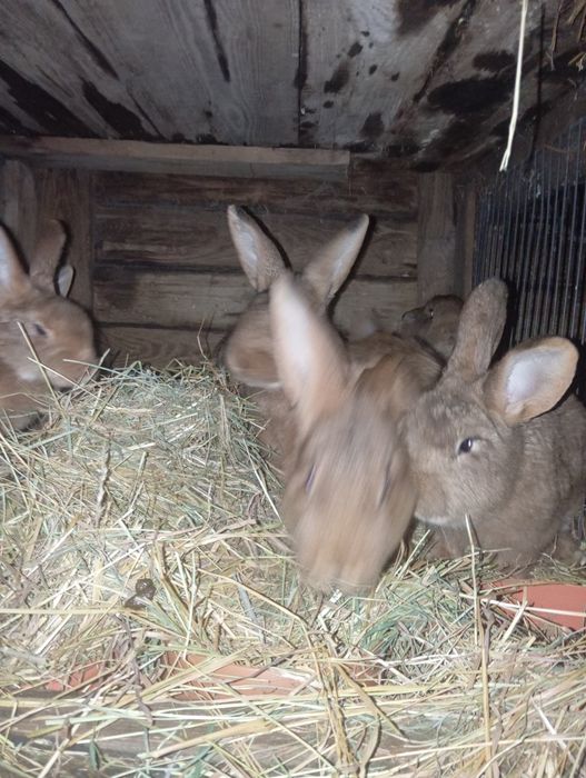 Sprzedam króliki  własna hodowla cena  do negocjacji  ładne króliki