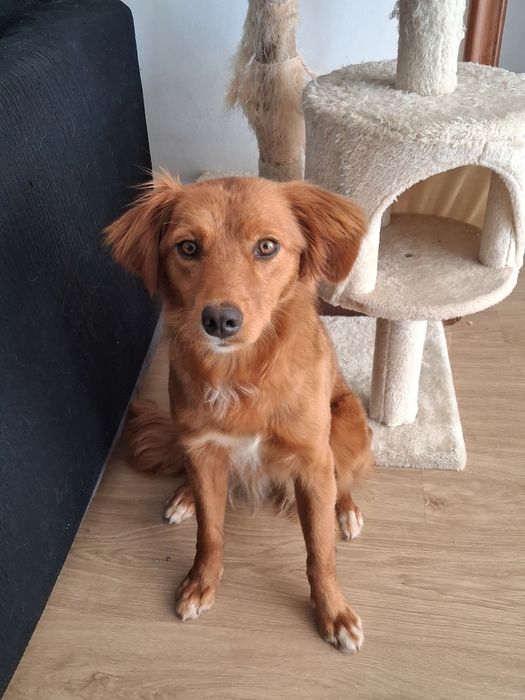 Cadela para adoção responsável