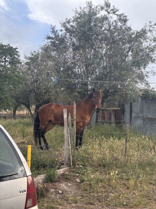 Égua já com uma certa idade
