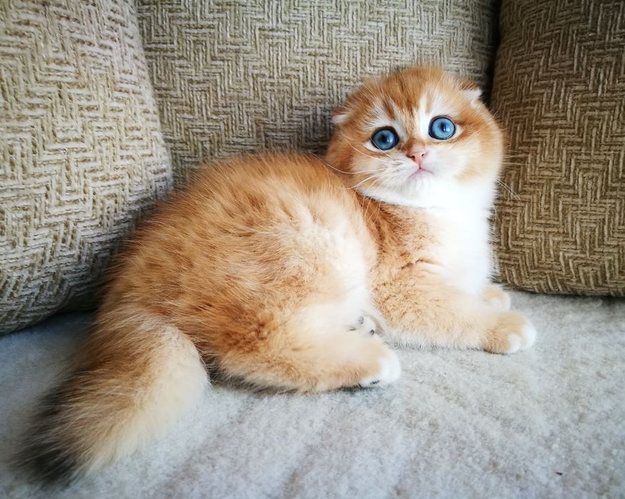 Ваше плюшевое счастье и океан нежности