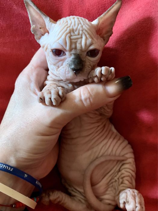 ℹ️ PO KASTRACJI ‼️ mega Kocio na juz!  • Sfinks & Sphynx. W-wa / Śląsk