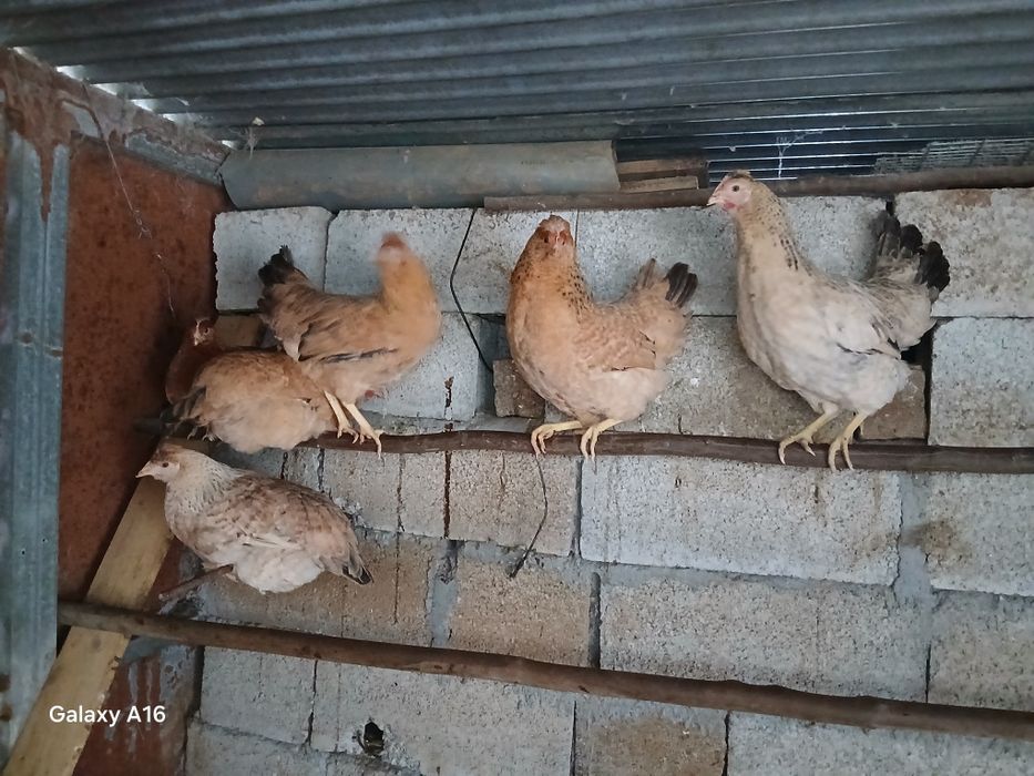 Vendo Galinhas poedeiras várias raças & Galos Raça