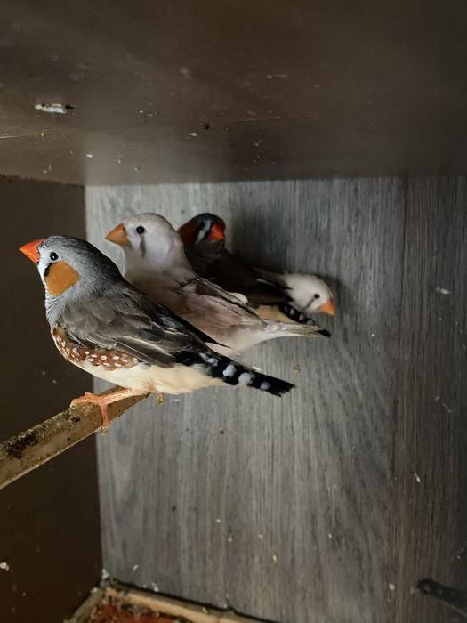 Mandarins novinhos