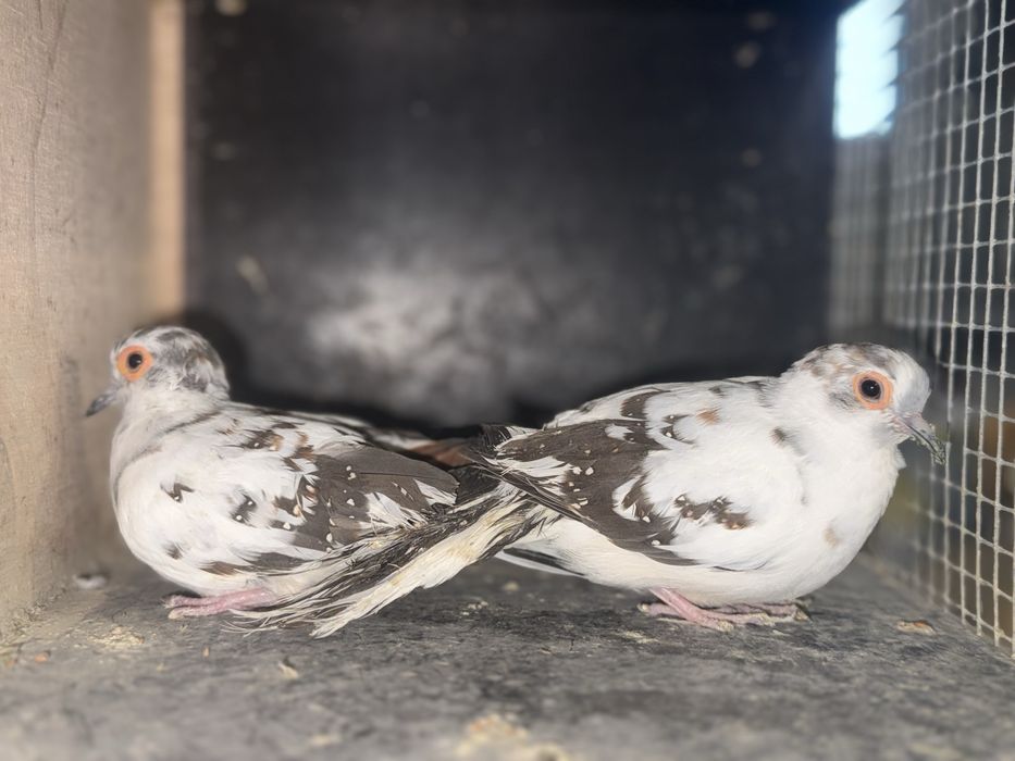 Gołąbki diamentowe szek czarny para