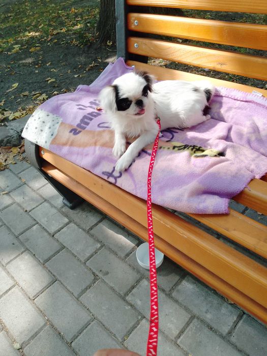 Японський хін хлопчик