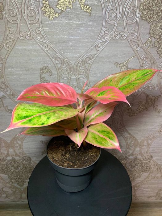 Аглаонема Salmon Fantasy