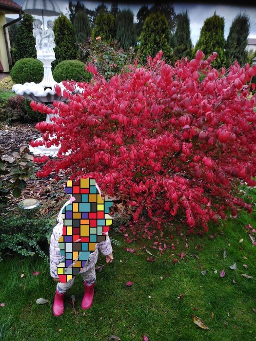 5 sztuk Sadzonki Trzmieliny Oskrzydlonej