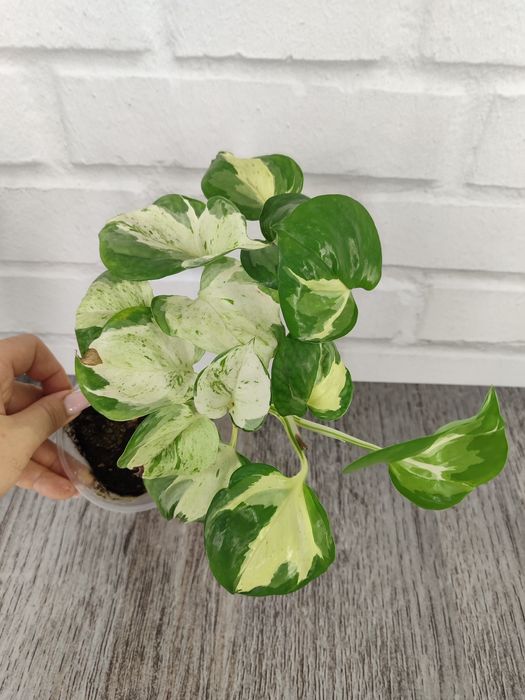 Для озеленення: сциндапсуси, епіпремнуми різних розмірів