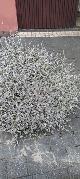 Sprzedam zatrwian tatarski z 2025 r