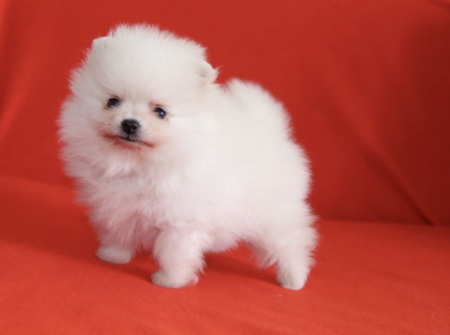 Lulu da Pomerânia Maravilhoso