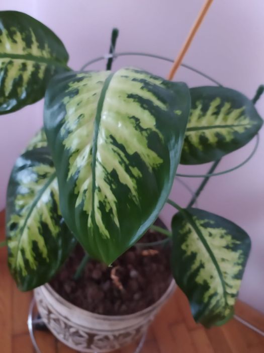 Кімнатна пальма. Вазон десь на 20 л землі.