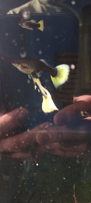 Dorosła parka gupików żółtych tuxedo okazja