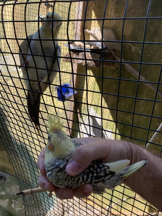 Vendo caturras adultas e bebes