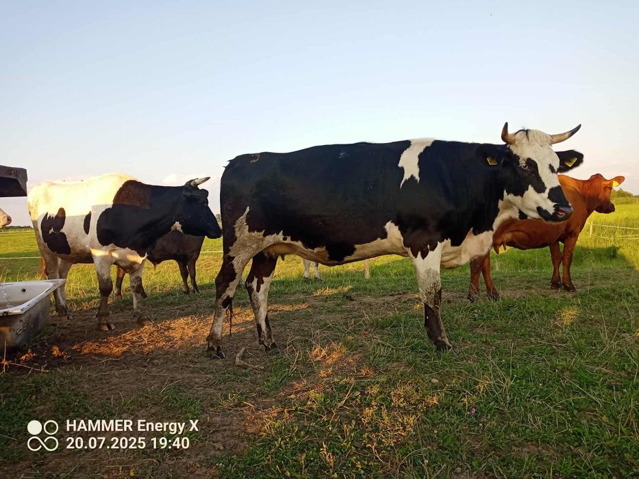 Sprzedam cielną jałówke