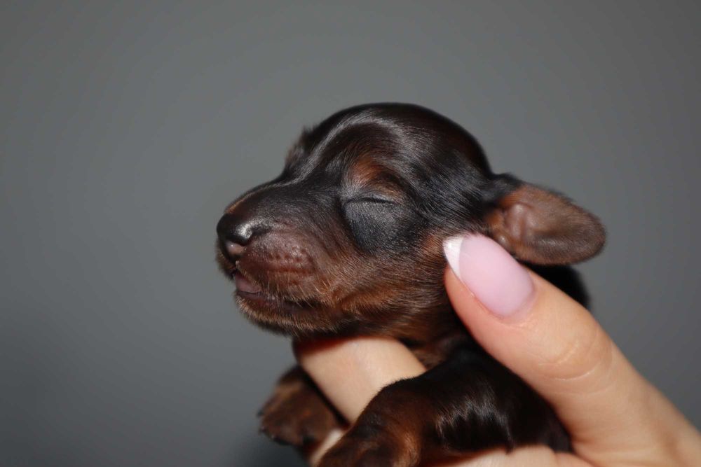 Jamnik długowłosy króliczy, prześliczna suczka po championie.