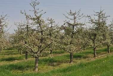 Wycinanie drzew glebogryzarka separacyjna koszenie traw rebak strzegom