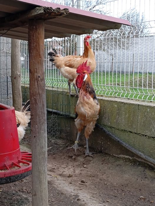 Raças galinhas Surenha morucha entre outras raças