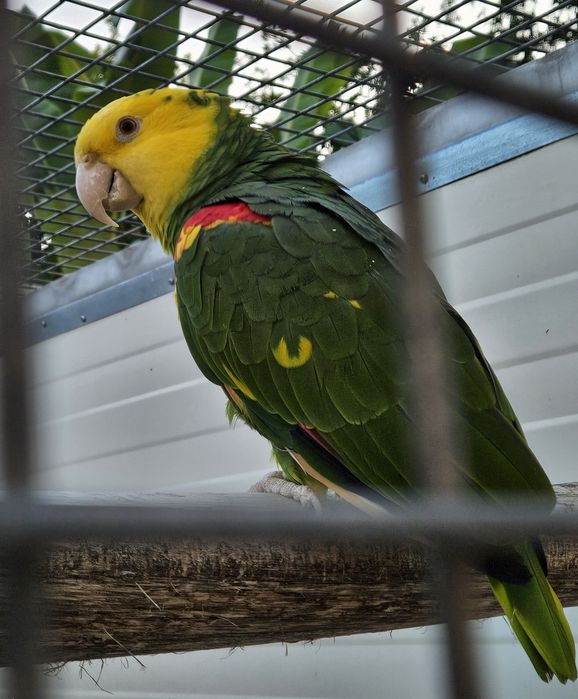 Papagaio Amazonas Oratrix Magna Macho 2014