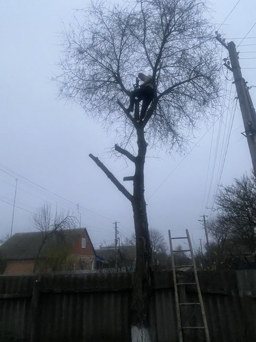 Пиляння дерев,косіння трави