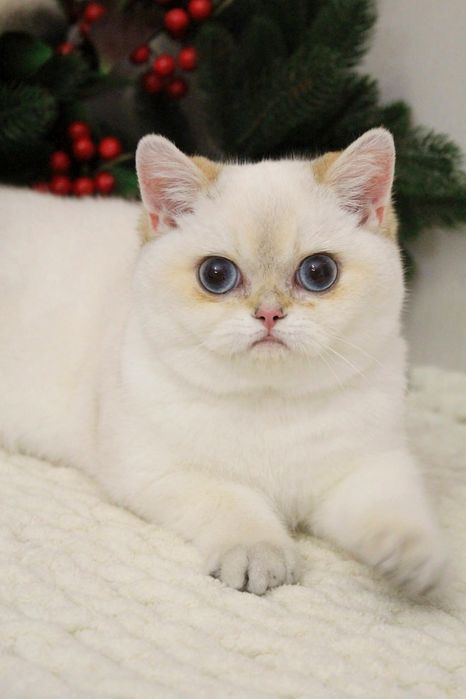 Британская шиншилла