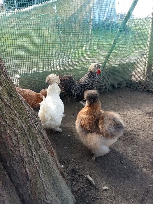 Jaja lęgowe kurek ozdobnych.