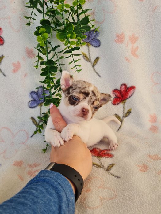 Excecional mini menino Chihuahua.Chiuaua,Qualdd linhagemRussa