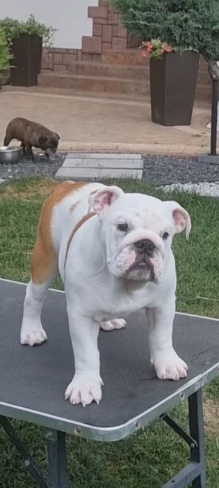Buldog angielski  pies ZKwP  FCI
