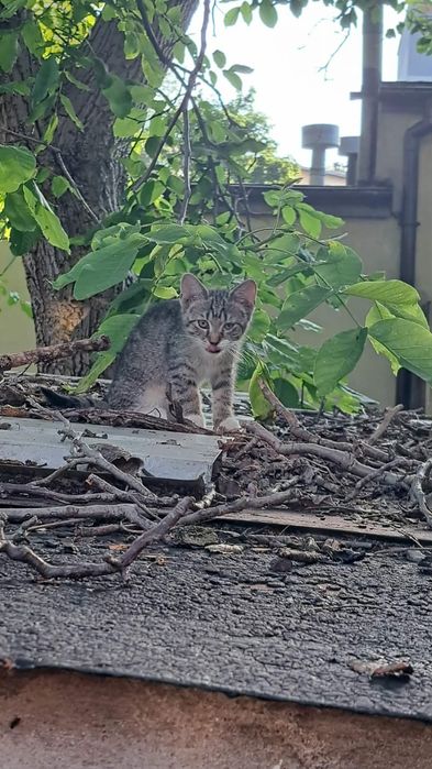 Cztery piękne kociaki do adopcji