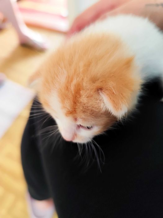 Кошенята безкоштовно