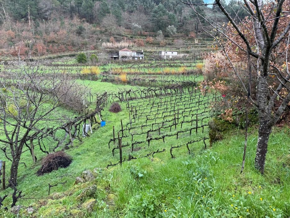 Quinta  6500 m2.