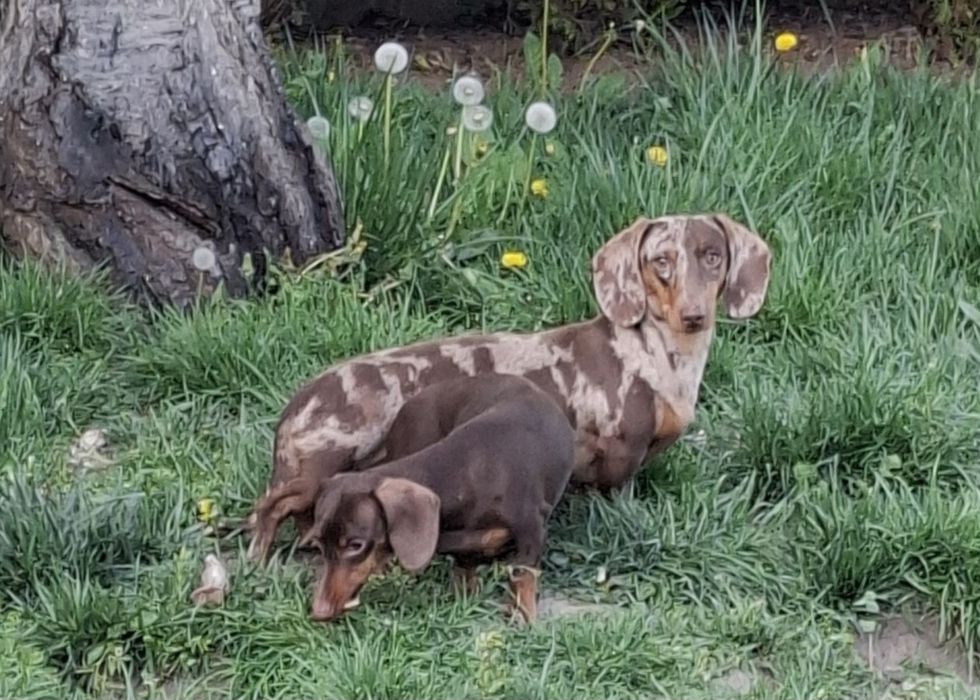 Jamnik miniaturowy suczka Emi