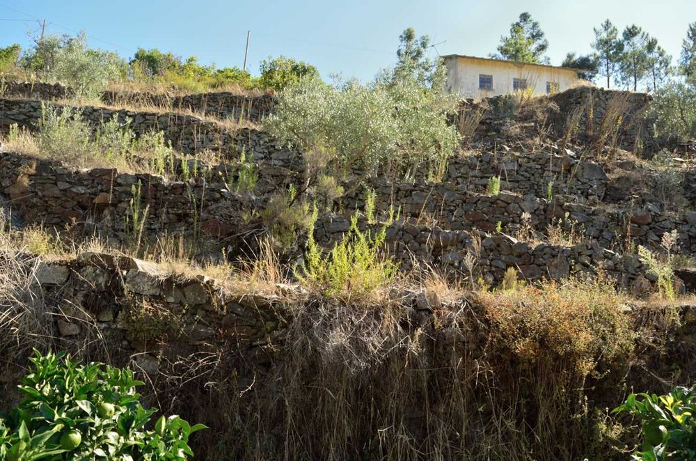 Casa antiga e terreno