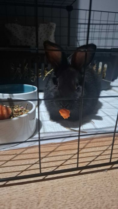 Oddam królika za darmo