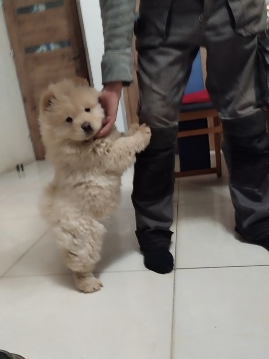Chow Chow szczeniak