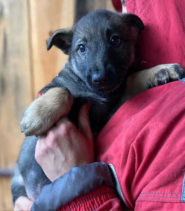Цуценята в найкращі руки