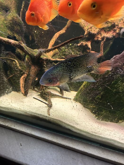 Akwarium 450 l 180x50x50 + pielegnice