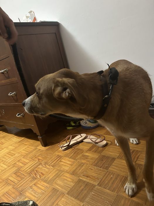 Raca definita cao macho